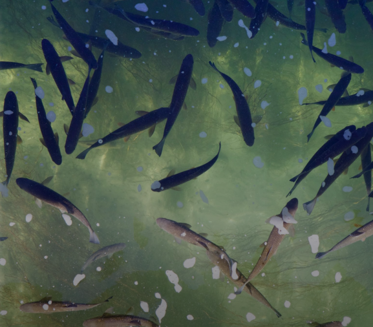 Kalat vedessä: Hegemonia ja ekososiaalinen yhteiskuntasopimus (Alusta!)